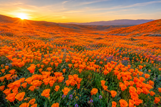 Superbloom - 10ML